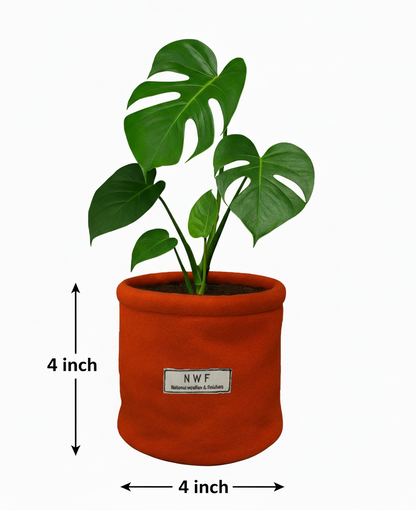 Wool Pot – Premium Eco-Friendly, Breathable & Reusable Planter | NWF